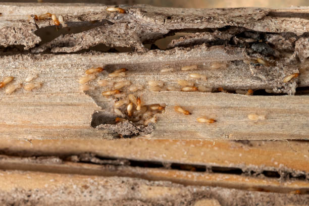 Pest Control Cost in Artondale, WA